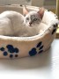 tessy (7)